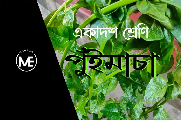 Read more about the article পুঁইমাচা গল্পের প্রশ্ন উত্তর | একাদশ শ্রেণি বাংলা